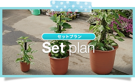 観葉植物・レンタルグリーンのセットプラン